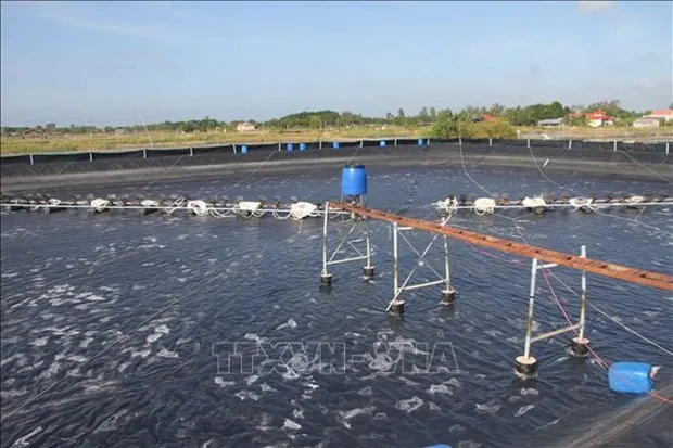 A shrimp farm in Long Dien Dong commune, DongHai district, Bac Lieu province. (Photo: VNA)