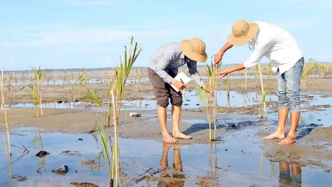 Planting coastal mangrove forests in Thua Thien Hue Province. (Photo by HO CAU)