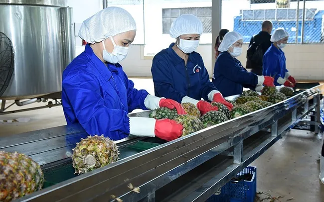 Processing pineapples for export in Ninh Binh Province. (Photo:NDO)