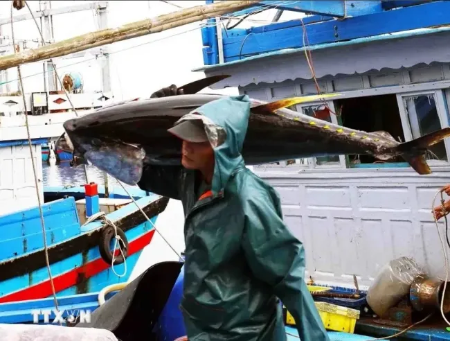 Transporting tuna at Tam Quan fishing port, Hoai Nhon town, Binh Dinh province. (Photo: VNA)