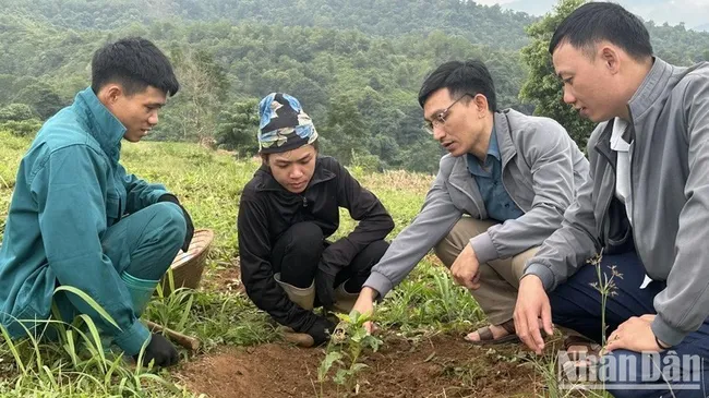 Local farmers in Dien Bien Province learn how to cultivate coffee plan