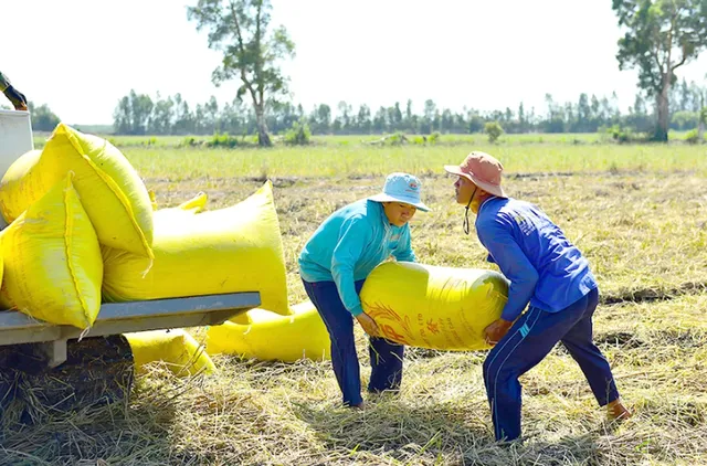 Giá gạo Việt đắt đỏ nhất thế giới, doanh nghiệp vẫn chi 1,24 tỷ USD nhập khẩu