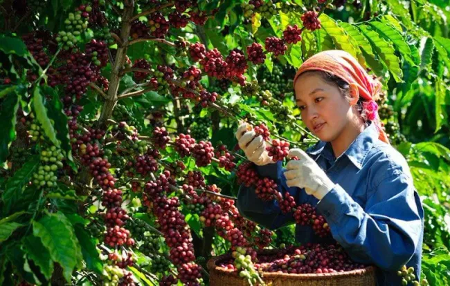 Giá cà phê Arabica chạm đỉnh cao nhất trong lịch sử 47 năm