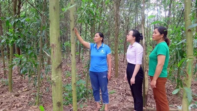 The family of Nong Thi Hang from Phuc Hung Hamlet, Luong Thien Commune, receives a loan of 100 million VND from the Social Policy Bank’s transaction office in Son Duong District for the cultivation of acacia trees.