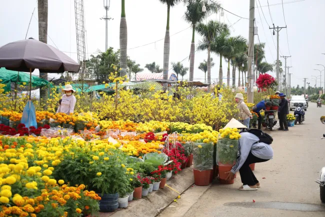 Cần Thơ mở chợ hoa Tết, miễn phí mặt bằng cho người bán