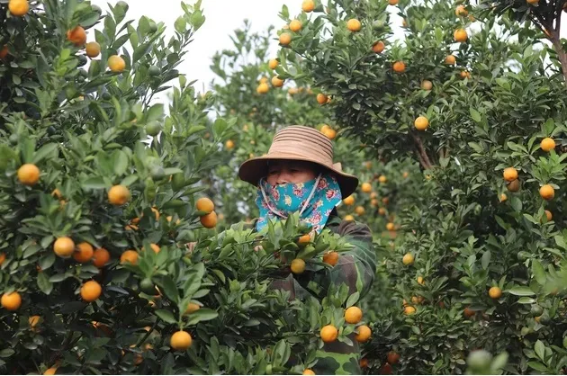 Thương lái "ôm hàng" sớm, làng quất Triệu Sơn nhộn nhịp trước Tết Nguyên đán