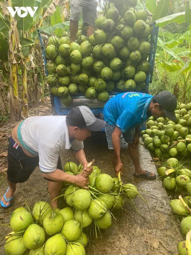 Dừa sốt giá, doanh nghiệp tại Tiền Giang, Bến Tre thiếu hàng