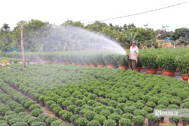 Thương lái vắng bóng, nhà vườn phập phồng nỗi lo mùa hoa Tết