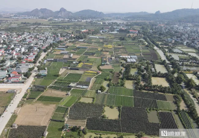 Làng hoa lớn nhất xứ Thanh rộn ràng đón Tết