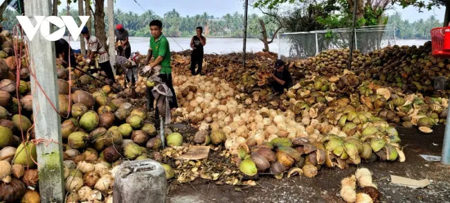 Giá dừa tăng cao