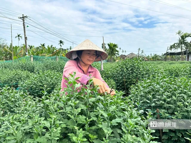 Vắng khách mua hoa dịp Tết, nhiều nhà vườn miền Trung đứng ngồi không yên