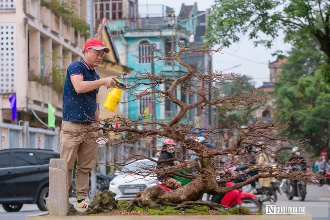 “Lá ngọc cành vàng” xuống phố: Đắt đỏ nhưng ai cũng muốn sở hữu dịp Tết