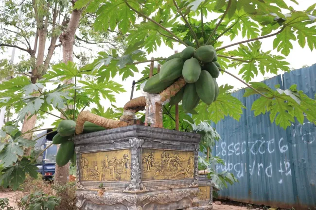 Đu đủ bonsai giá chục triệu đón Tết Nguyên đán Ất Tỵ