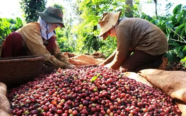 Giá cà phê giảm mạnh sau khi chạm đỉnh, nhà đầu tư đua nhau chốt lời