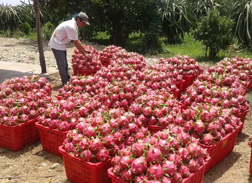 Thanh long duy trì giá cao sau Tết nhờ nhu cầu tăng