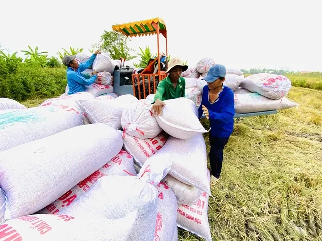 Dự báo mới về giá gạo, một lượng lớn gạo giá rẻ của Ấn Độ có thể tung ra thị trường