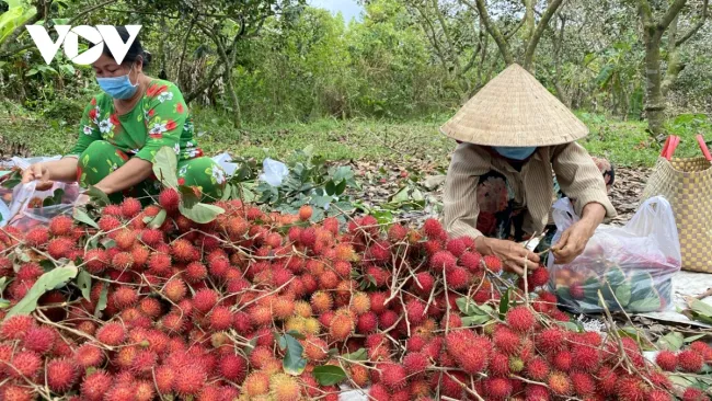 Chôm chôm trái mùa giá cao, nhà vườn Bến Tre phấn khởi