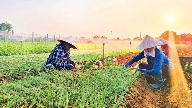 Many farmers in Nghe An Province have switched to growing chives for higher economic benefits.