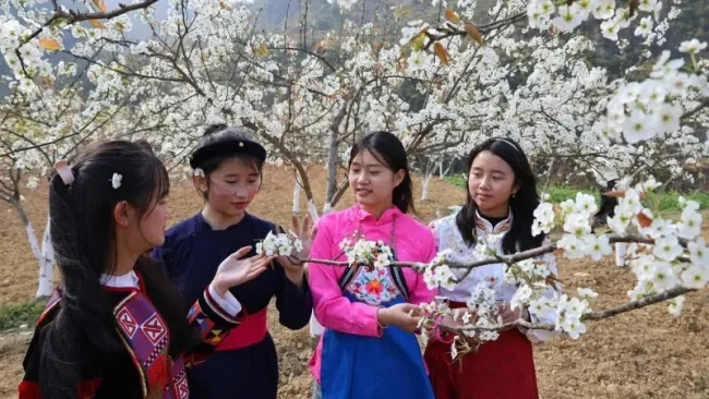 Pear blossoms are in full bloom in Pho Bang Town, Dong Van District.
