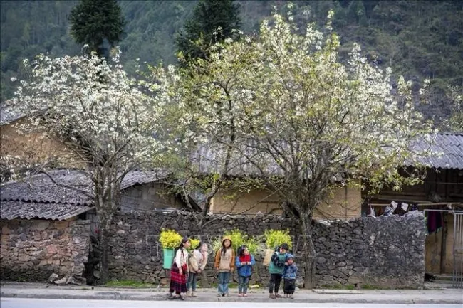 With its pristine natural beauty and rich ethnic heritage, Ha Giang aims to welcome around 3.5 million tourists in 2025. (Photo: VNA)