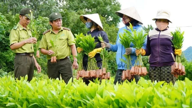 Officers of the Phu Yen Provincial Forest Protection Department instruct locals to check the quality of seedlings before planting forests. (Photo: VNA)