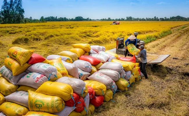 Gạo Việt đắt hàng