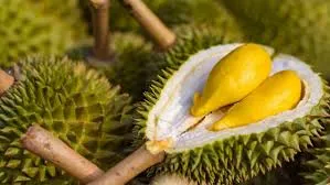 Campuchia gia nhập đường đua xuất khẩu sầu riêng sang Trung Quốc