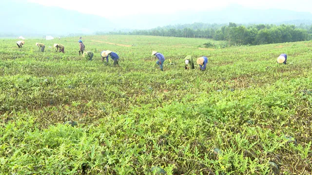 Mất mùa, mất giá ở thủ phủ trồng dưa hấu tại Quảng Bình