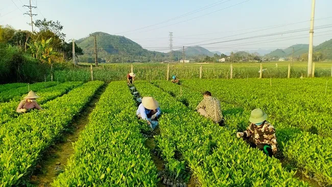 Producing high-quality forestry seedlings in Phu Luong District, Thai Nguyen Province. (Photo: NDO)