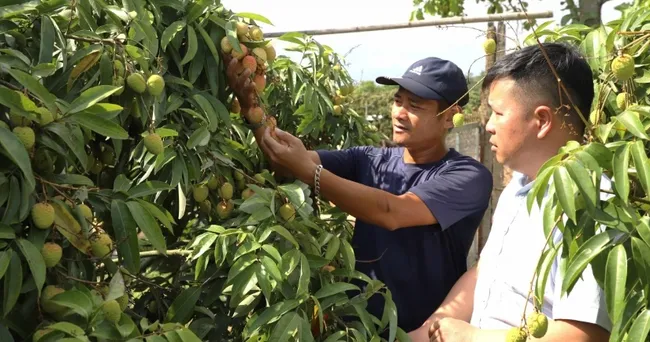 Giá bán buôn vải đầu mùa ở Đắk Lắk là 60.000đ/kg