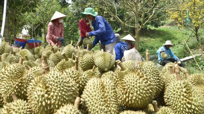 Xây dựng chuỗi liên kết tại vựa trái cây miền Tây