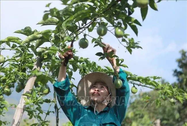 A local resident in Ho Thau commune, Tam Duong district, Lai Chau province tend to passion fruit crops. (Photo: VNA)