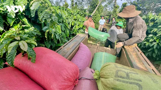 Đắk Lắk nắm bắt cơ hội phục hồi và phát triển ca cao