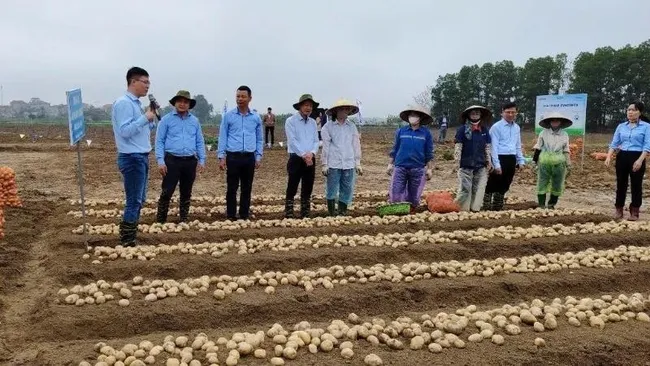 Technical staff and farmers exchange experiences on sustainable potato cultivation at the PepsiCo Learning Centre (Que Vo, Bac Ninh). (Photo: NDO)