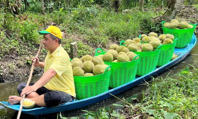 Giá sầu riêng tại Hậu Giang giảm mạnh so với đầu vụ
