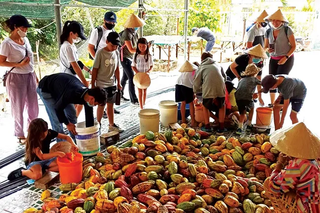 Giá ca cao tiến sát 10.900 đô la Mỹ/tấn