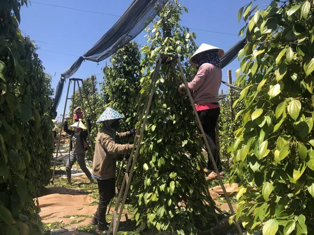 Việt Nam là nhà cung cấp hồ tiêu hàng đầu cho Hoa Kỳ