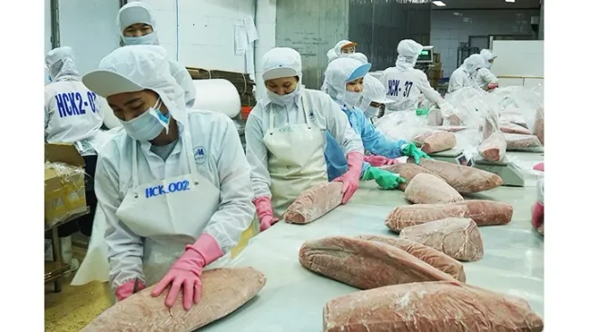 Processing tuna for export. (Photo: NAM ANH)