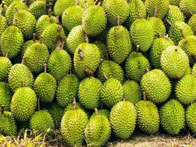 Vietnam’s durian exports to China reached only about 130 million USD, equivalent to 35,000 tonnes, in the first four months of 2025. (Photo: VNA)