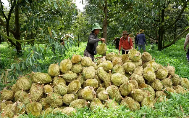 Sẽ quy định cụ thể về quản lý mã số vùng trồng, đóng gói xuất khẩu
