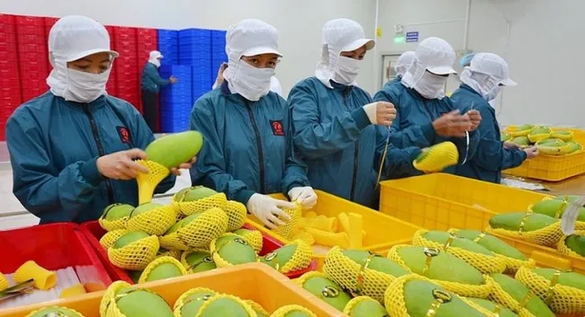 Xoài Việt Nam chiếm 97% thị phần nhập khẩu tại Trung Quốc