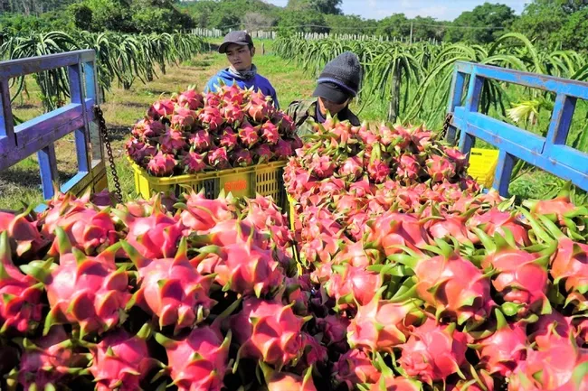EU gia tăng kiểm soát chất lượng nông sản