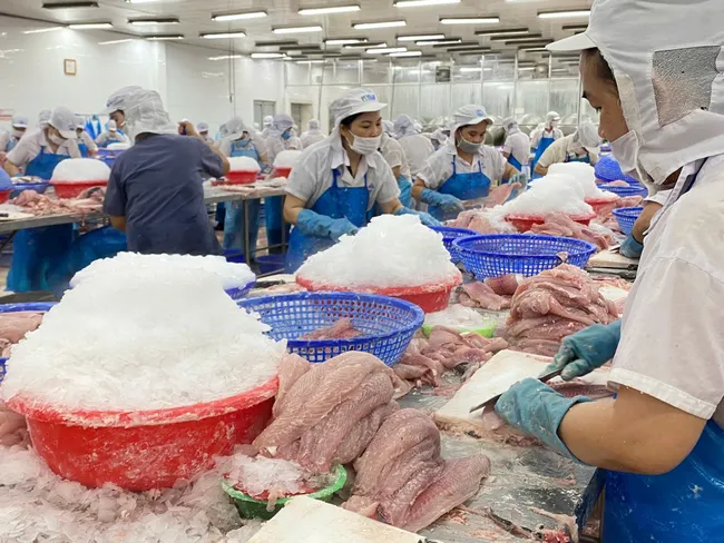 Xuất khẩu cá tra sang thị trường EU duy trì đà tăng trưởng