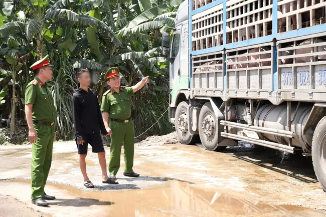 Kịp thời ngăn chặn 180 con lợn  nhiễm dịch tả châu Phi đi tiêu thụ