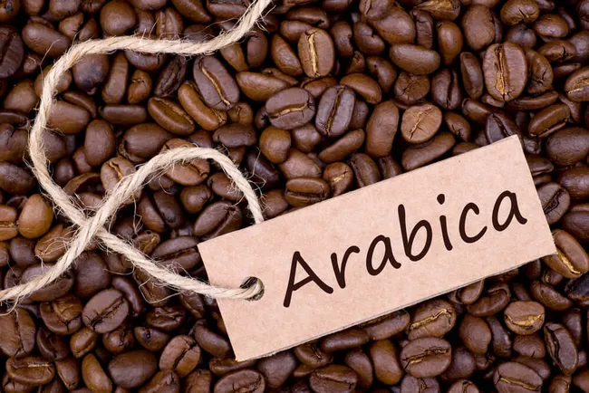 Sự trỗi dậy của cà phê Arabica Việt