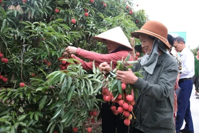 This year, the Thanh Ha lychee yield is around 38,000 tonnes. (Photo: VNA)