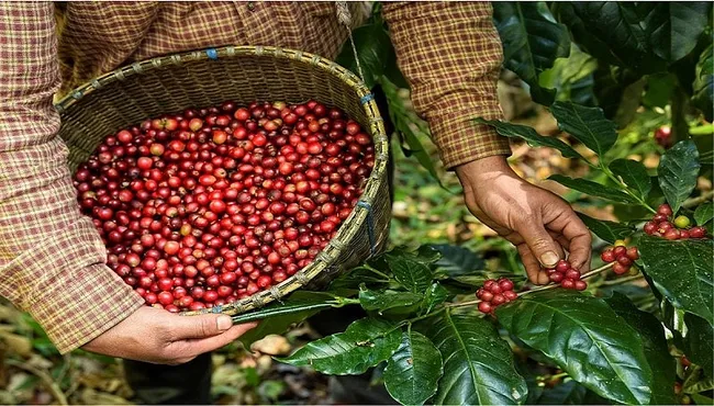 Robusta giảm nhẹ, Arabica hồi phục – giá cà phê trong nước giữ đà ổn định