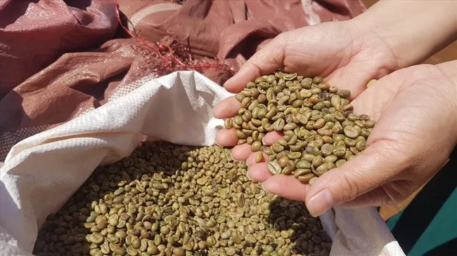 Cập nhật giá cà phê 2/6: Giá cà phê trong nước giảm từ 1.000 - 1.200 đồng/kg