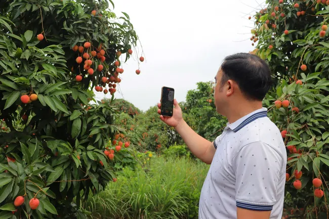 Xúc tiến thị trường, tìm đầu ra với giá tốt cho vải Thanh Hà