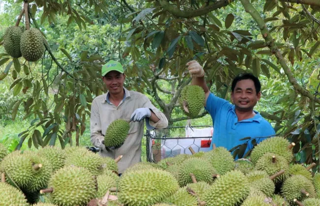 Nông sản ASEAN “đắt hàng” tại Trung Quốc
